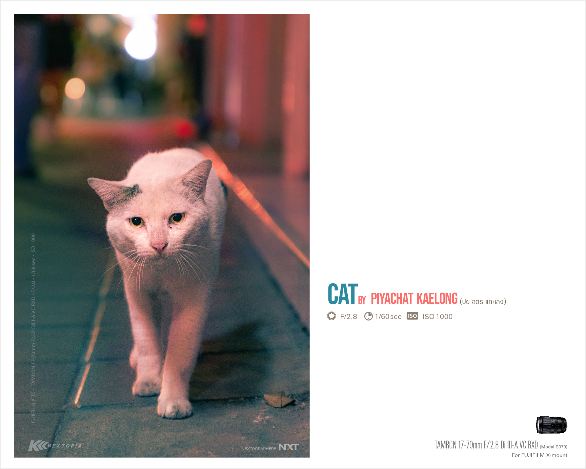 TAMRON PERSPECTIVE :  CAT by Piyachat Kaelong