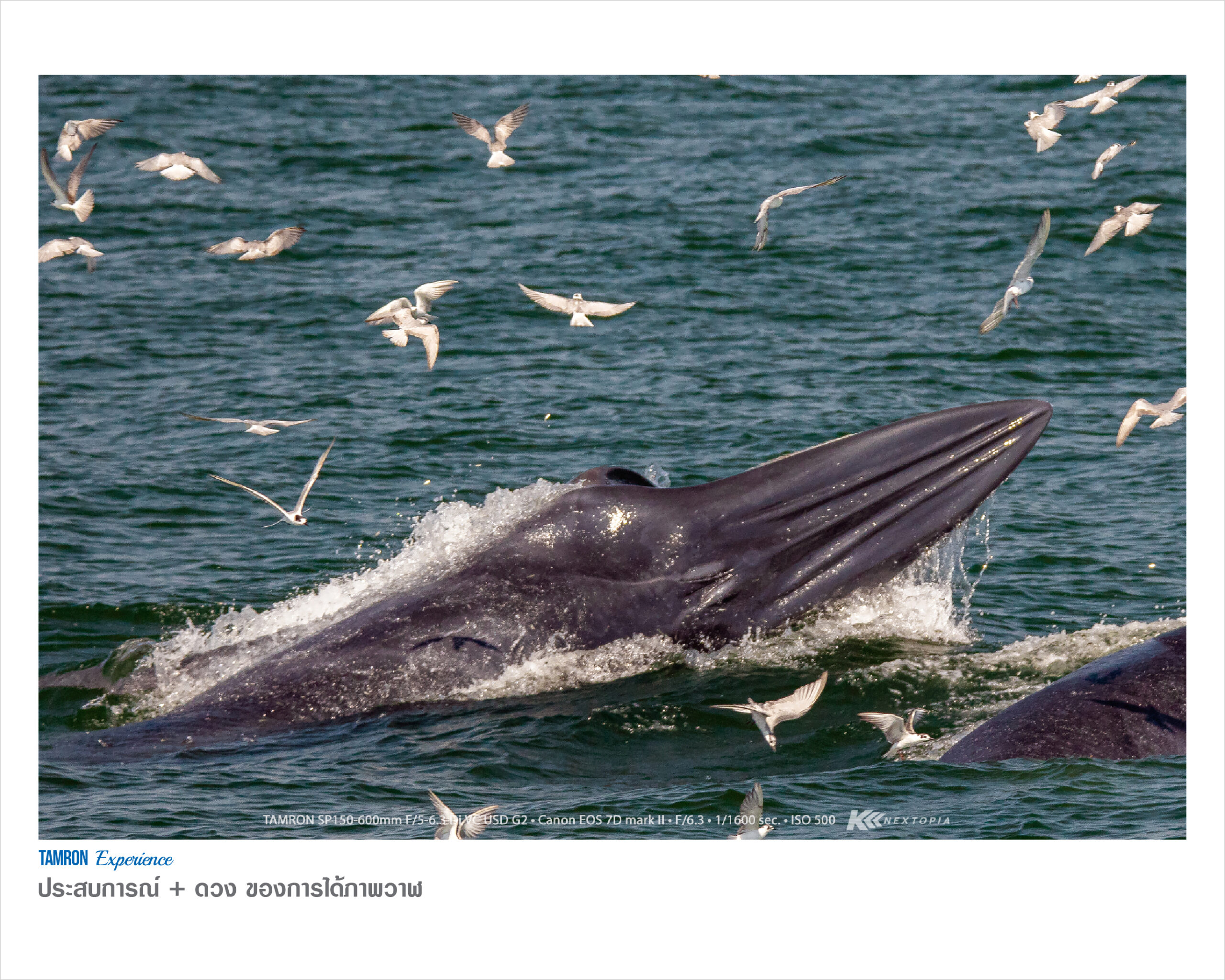 TAMRON EXPERIENCE : ประสบการณ์ + ดวง ของการได้ภาพวาฬ