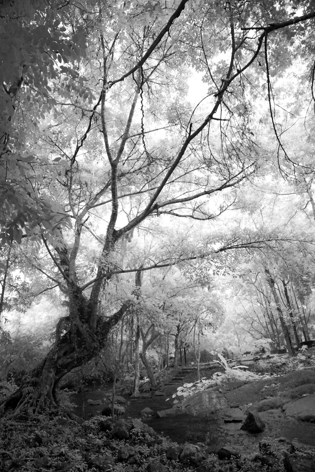 TAMRON PERSPECTIVE :  CHET KOT-PONG KON SAO WITH INFRARED PHOTOGRAPHY