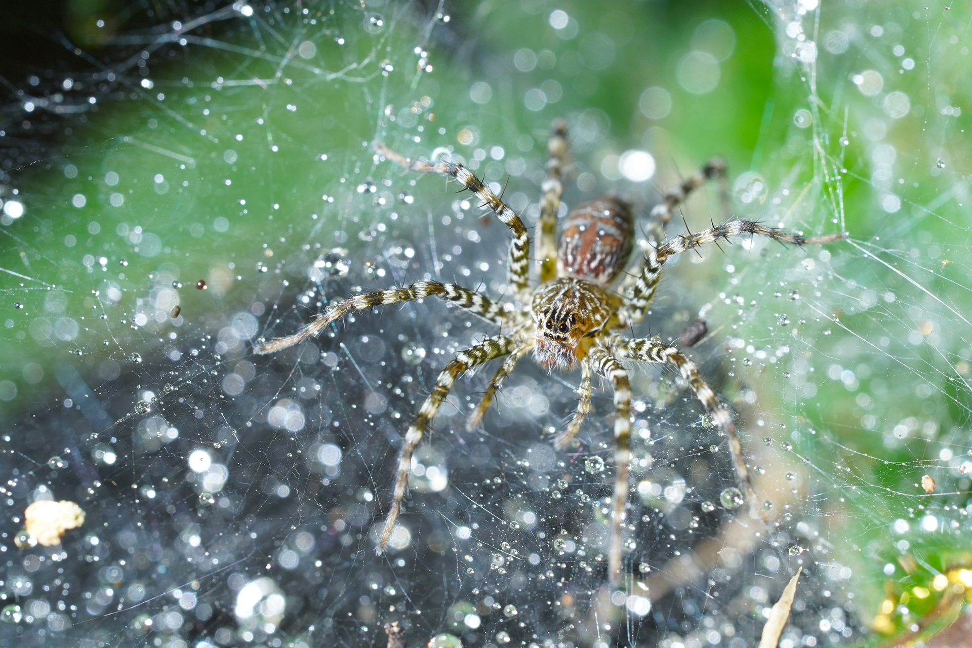 TAMRON EXPERIENCE : LAWN WOLF SPIDER ในวันฝนตกที่เจ็ดคต