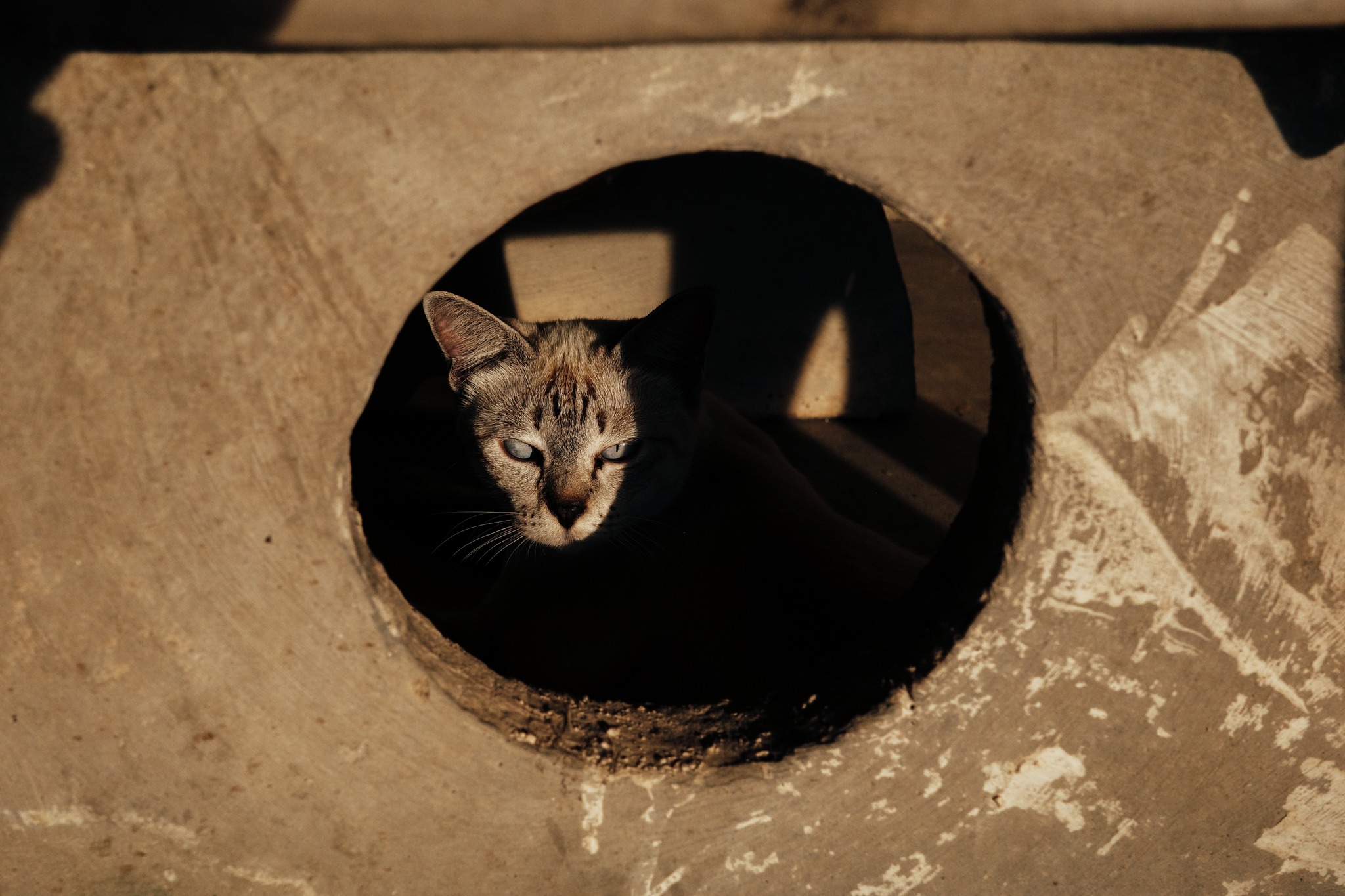 GR EXPERIENCE : CAT…EXERCISE แอบส่องเหมียวซน GR EXPERIENCE : CAT…EXERCISE แอบส่องเหมียวซน