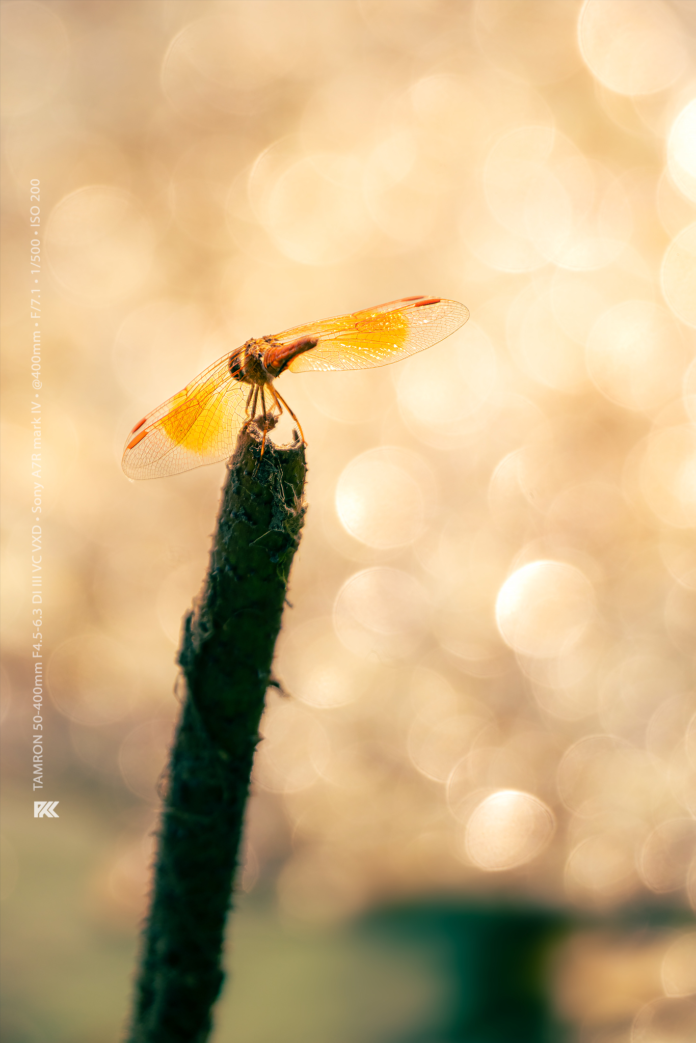 TAMRON EXPERIENCE : ความยอดเยี่ยม..ที่รวมไว้ในตัวเดียว TAMRON EXPERIENCE : ความยอดเยี่ยม..ที่รวมไว้ในตัวเดียว