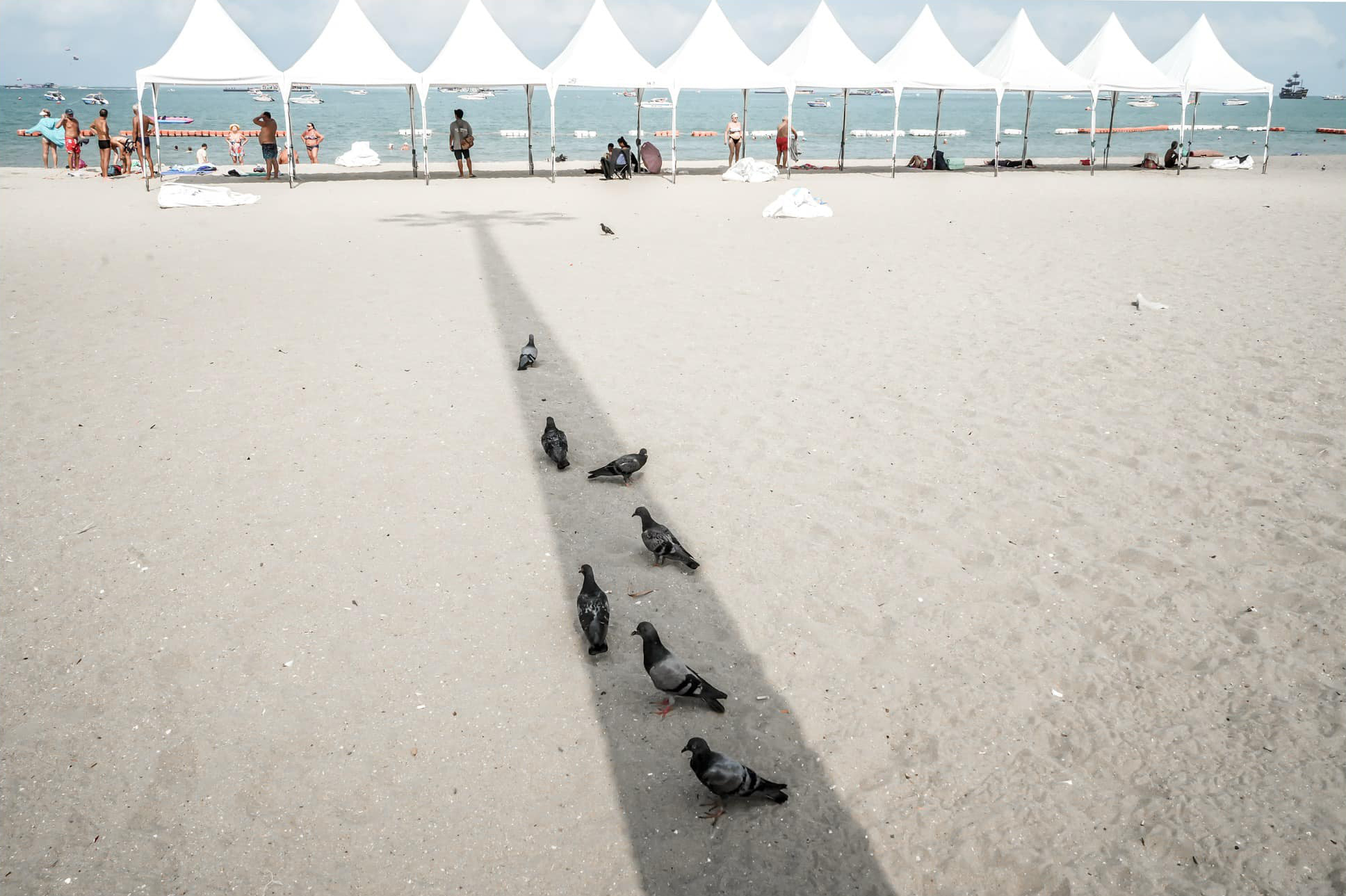 TAMRON PERSPECTIVE : A pigeon on the beach TAMRON PERSPECTIVE : A pigeon on the beach