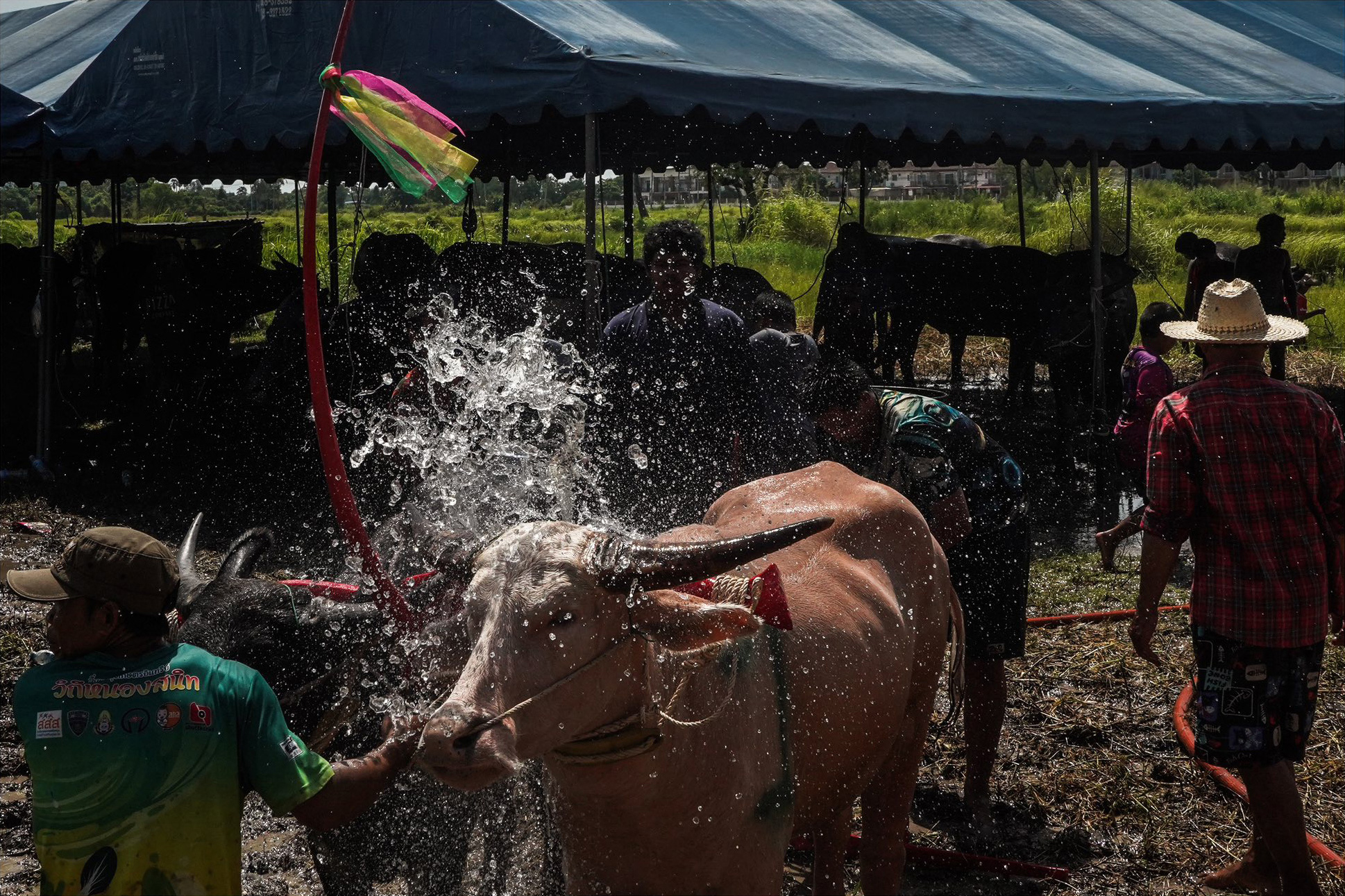 TAMRON PERSPECTIVE : BUFFALO RACING FESTIVAL..สืบสานประเพณีด้วยสองเลนส์ TAMRON PERSPECTIVE : BUFFALO RACING FESTIVAL..สืบสานประเพณีด้วยสองเลนส์