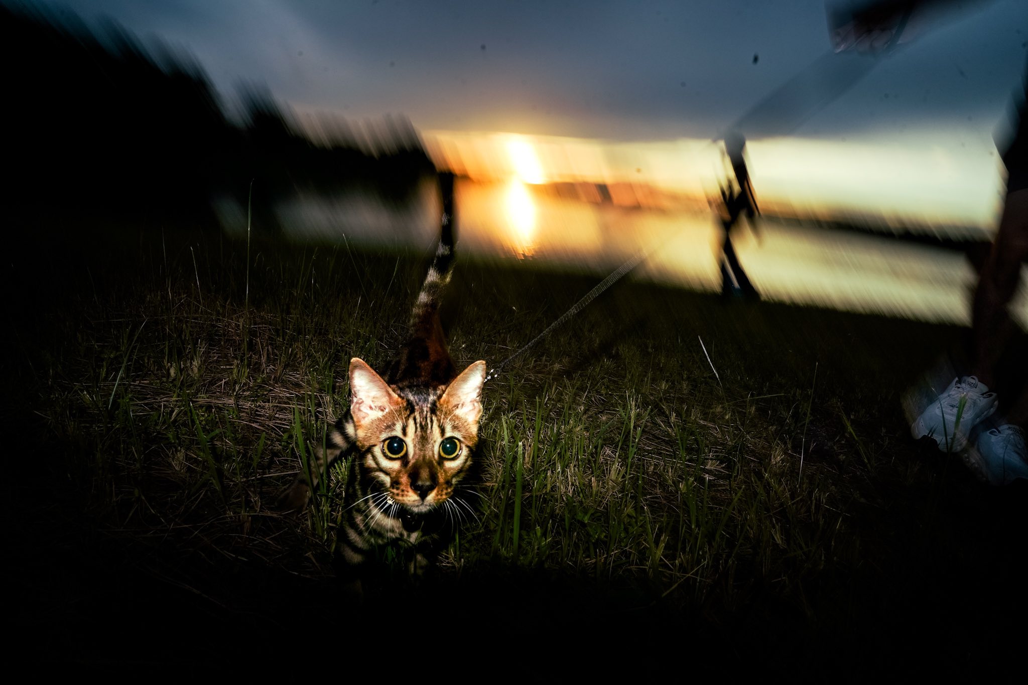 TAMRON PERSPECTIVE : น้อนเหมียวกับแสงน้อยๆ TAMRON PERSPECTIVE : น้อนเหมียวกับแสงน้อยๆ