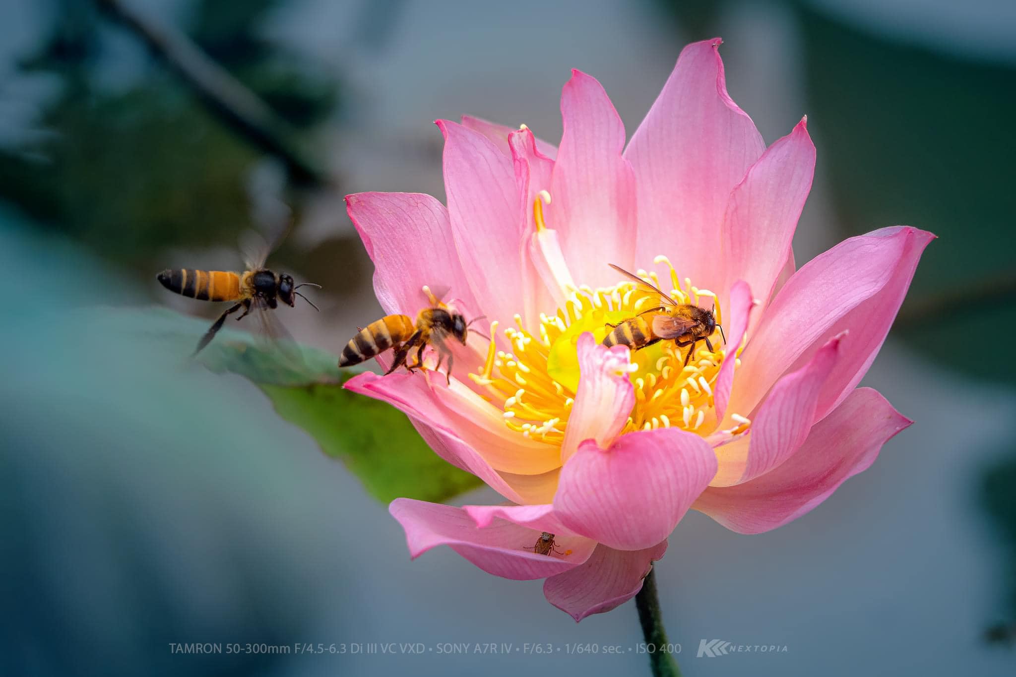 TAMRON EXPERIENCE : จับคู่เลนส์..สายเบา พกกะทัดรัด สบายตัว TAMRON EXPERIENCE : จับคู่เลนส์..สายเบา พกกะทัดรัด สบายตัว