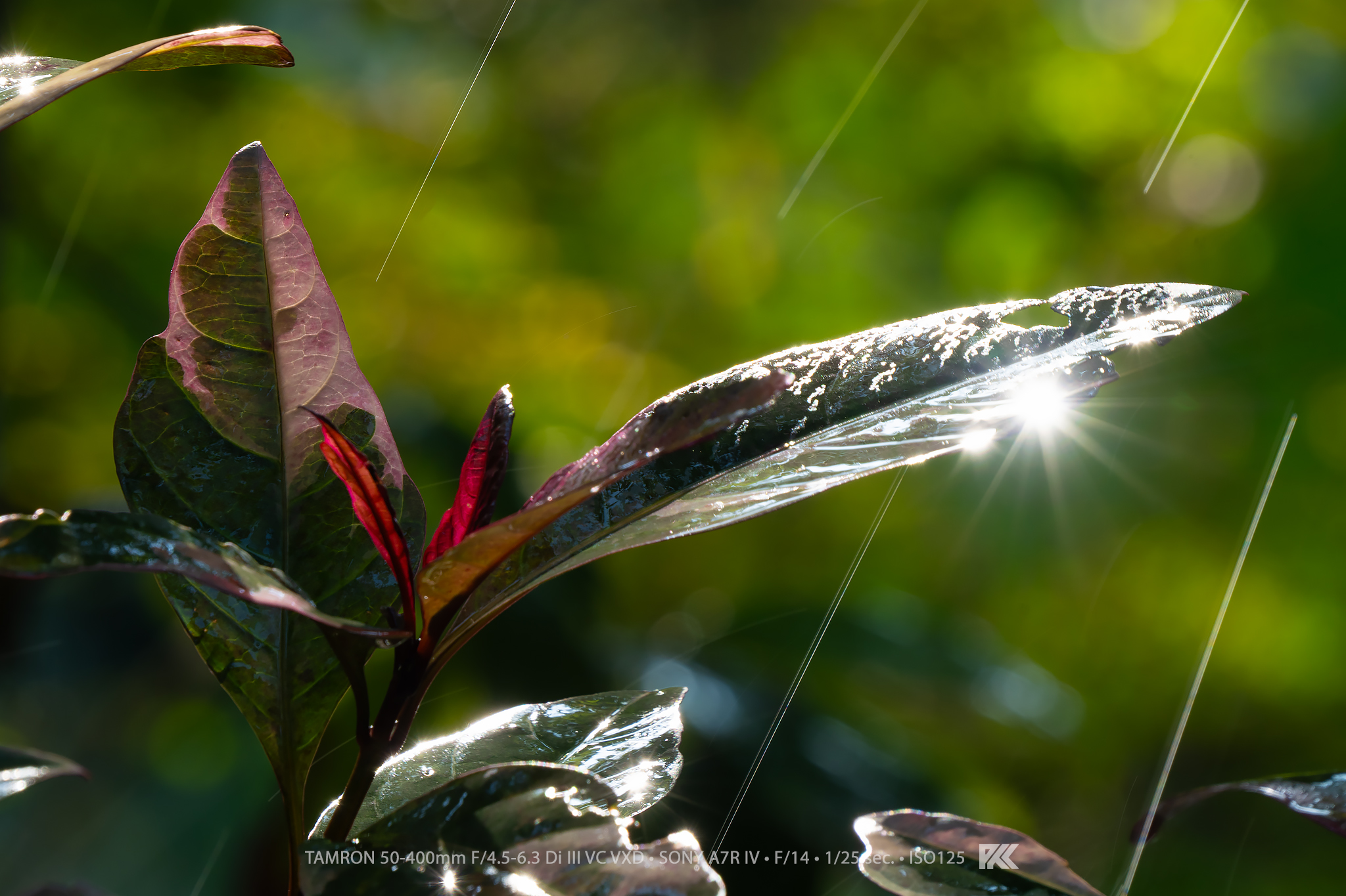 TAMRON EXPERIENCE : ย้อนแสง…เก็บสายฝน TAMRON EXPERIENCE : ย้อนแสง…เก็บสายฝน