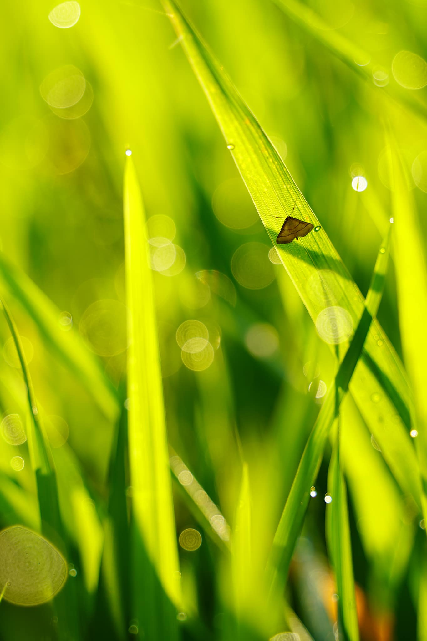 ALL-in-One Lens ถ่ายยังไงให้โบเก้ละมุน