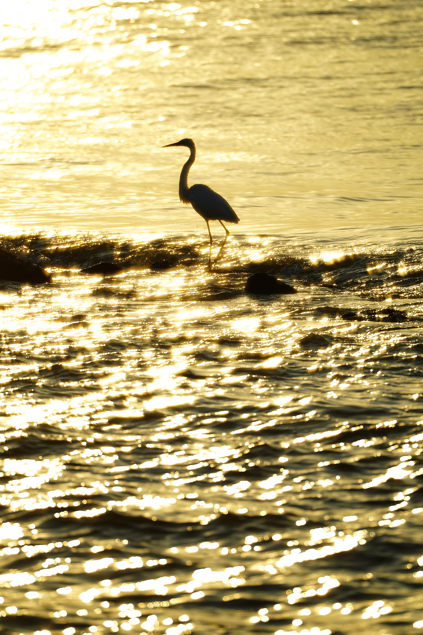 แพนตามวัตถุ..หัดเลี้ยงเฟรมแนวตั้ง