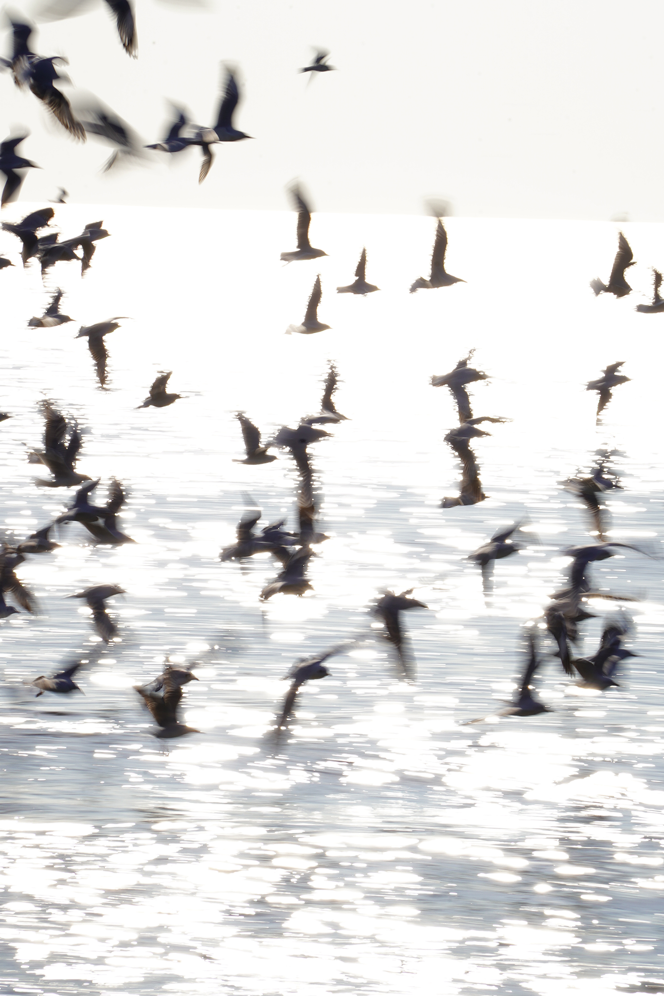 ยิงนกในแบบ ABSTRACT ยิงนกในแบบ ABSTRACT