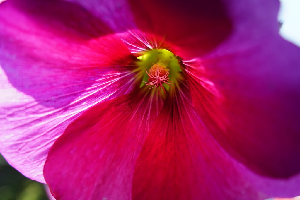 HOLLYHOCK .. หยิบเลนส์อเนกประสงค์มาถ่ายโคลสอัพ