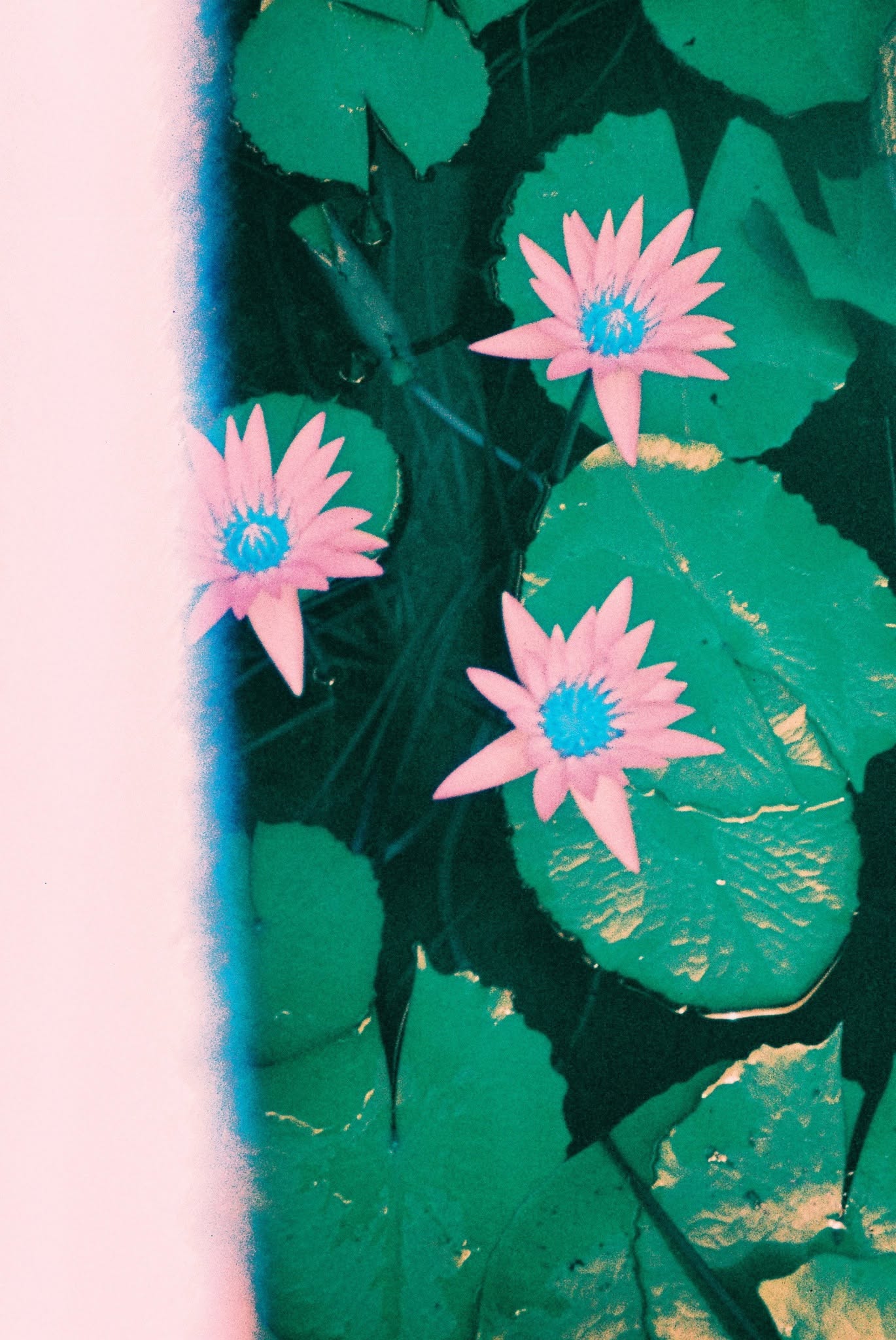 “ หัวม้วน..เอกเฟกต์ใบเดียวในโลก ”